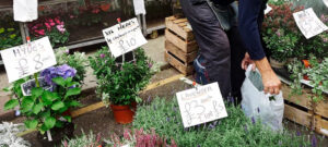 how garden designers derby transform small gardens